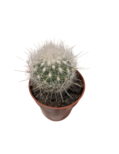 Cactus Esférico Pequeño